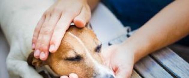 Эпилепсия у собак лечение народными средствами. Эпилепсия у собак лечится ли она и что будет, без потери сознания, если не лечить