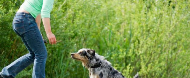 Команды для собак: как научить собаку командам. Как научить собаку командам в домашних условиях