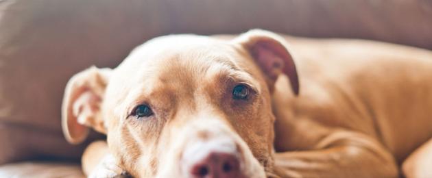 Кровавый кал у собаки причины. Что делать если в поносе собаки наблюдаются кровавые выделения