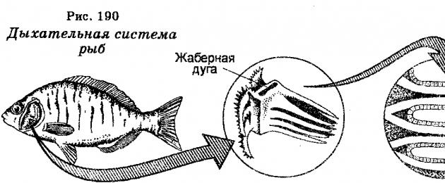 Дыхательная и кровеносная система у круглых червей. Эволюция дыхательной системы