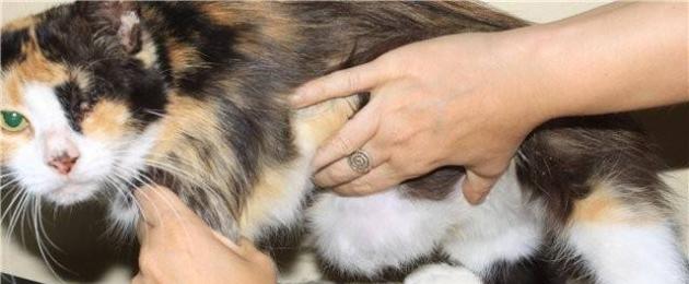 الفتق السري في القطط.  الفتق السري في قطة على المعدة: العلاج والأسباب