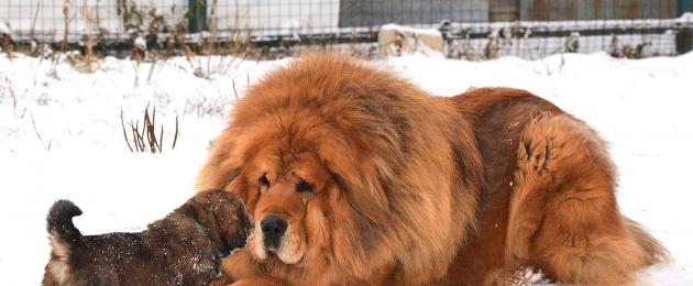Самая большая кавказская овчарка в мире. Самая тяжелая собака в мире