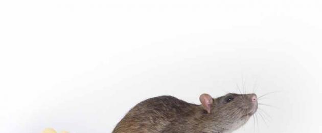 Cosa non dare da mangiare a un topo.  Cosa dare da mangiare ai ratti: una dieta equilibrata