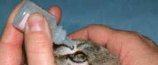 Капли для глаз ципровет кошек. Лекарство «Ципровет» - глазные капли для кошек и собак