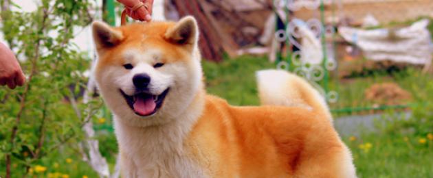 كلب الحراسة الياباني 5. سلالة هوكايدو اليابانية: السمات المميزة للحيوان الشرقي
