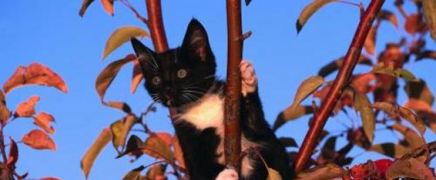 Куда позвонить чтобы сняли кота с дерева. Как снять кошку с дерева: полезные советы