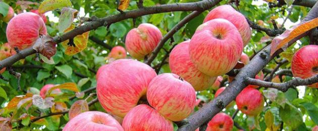 Богатый состав яблок с пользой для здоровья и долголетия. Какие витамины есть в яблоке и чем они полезны человеку