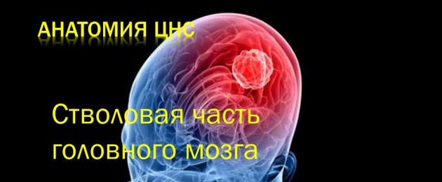 Презентация по анатомии на тему головной мозг. Презентация на тему: Строение головного мозга