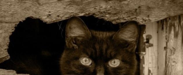 Взрослый черный кот. Что несут черные коты в дом? У некоторых черных кошек абсолютно желтые глаза