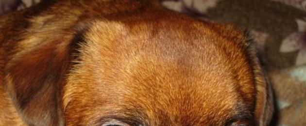 Редкие породы маленьких собак. Самые экзотические и редкие породы собак