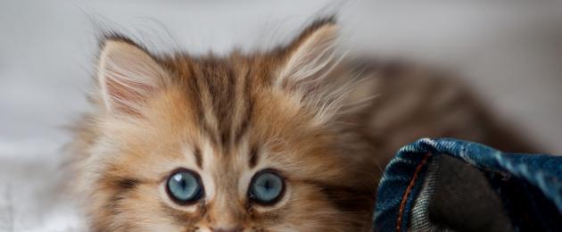 Креативное имя для кота. Как назвать котенка девочку: Лучшие идеи для разных пород и окрасов