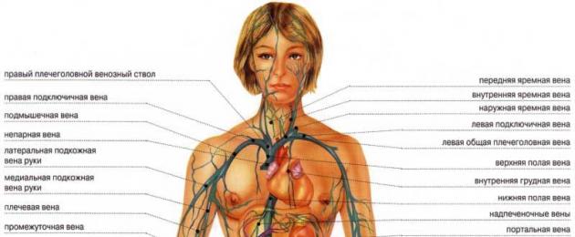 Кровеносная система состоит из сердца и. Как устроена кровеносная система человека? Строение лимфатической системы