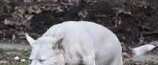 يعاني الكلب من غثيان ذو رغوة بيضاء.  ماذا تفعل إذا كان كلبك يتقيأ رغوة بيضاء؟
