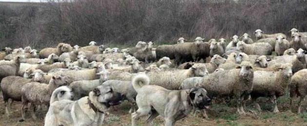 Cane da pastore inglese per pecore.  Cani da pastore