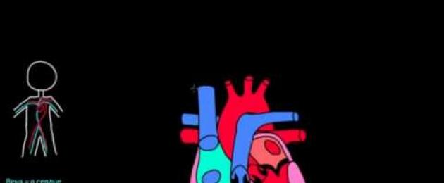 Posizione dell'arteria polmonare.  Dove si trova l'arteria polmonare?