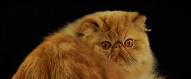Характеристика кота перса экстремала. Великолепная персидская порода кошек