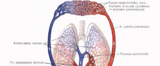 Anatomia umana della circolazione polmonare.  Ciclo grande e piccolo: quanti circoli di circolazione sanguigna ha una persona?