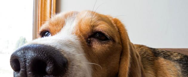 Cosa significano le feci bianche e secche in un cane?  Cosa fare se il tuo cane ha le feci bianche?