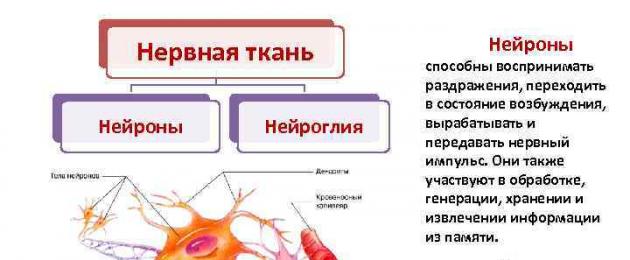Функциональная анатомия цнс. Введение в изучение нервной системы
