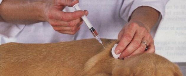 Какие прививки собакам по возрасту таблица. Первые прививки щенкам: вакцинация собак по всем правилам
