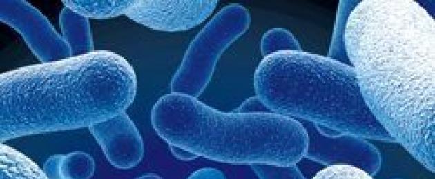 Бактерия — друг человека! Какие микробы помогают организму? Бактерии опасные и полезные, их роль в жизни человека Как бактерии помогают человеку. 