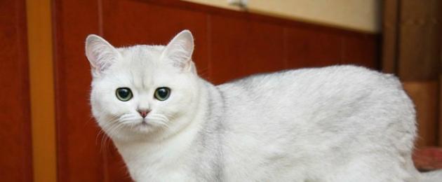 Популярная порода кошек. Cамые красивые породы кошек