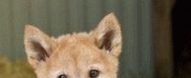 Post sul cane dingo.  Cane dingo selvatico: una razza insolita proveniente dall'Australia