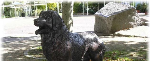 Йоркширский терьер описание породы уход. Йоркширский терьер – декоративная порода собак