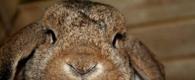 У кролика холодные уши и нос. Горячие уши у кролика: возможные причины и их устранение