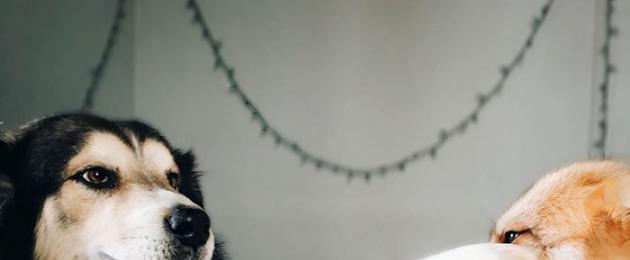Помесь лисы и пса. Помски миа - собака-лиса, покорившая интернет своей уникальной внешностью