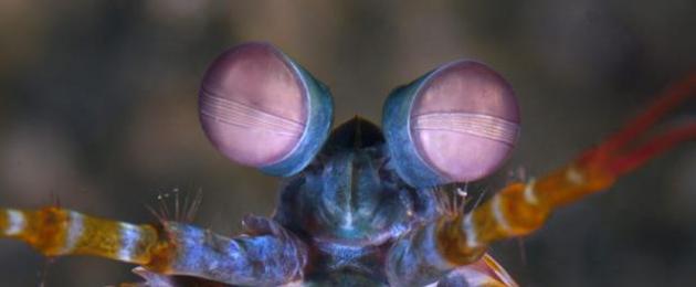 حقائق مثيرة للاهتمام عن فرس النبي جراد البحر.  سرطان السرعوف لديه عيون أغرب من أي حيوان