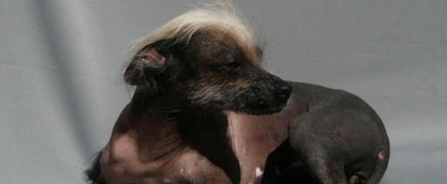 I 10 cani più terribili del mondo.  Valutazione dei cani riconosciuti come i più terribili