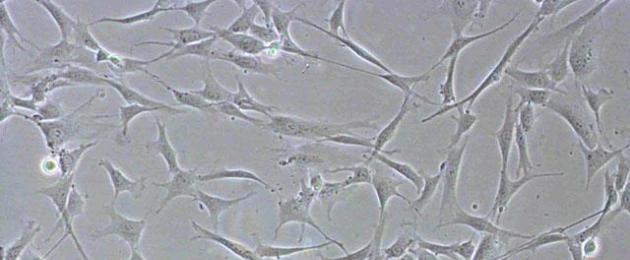 Фибробласты, фиброциты и Фиброкласты (клетки). Функции фибробластов Персонажи клеточной гетеротипии