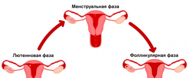 Менструальный цикл 22 дня как считать овуляцию. Как рассчитать цикл месячных