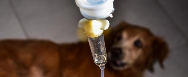 Переливание крови собакам и кошкам. Анализ на определение группы крови RapidVet-H