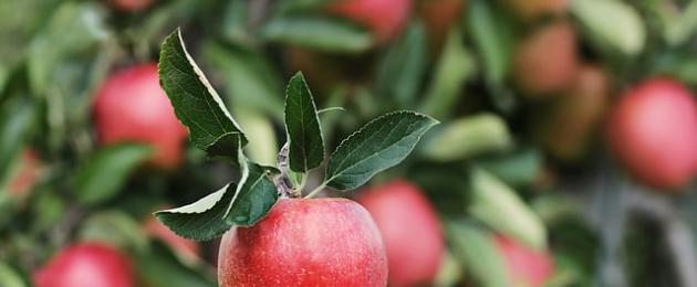 Яблоко полезные свойства и витаминный состав. Богатый состав яблок с пользой для здоровья и долголетия