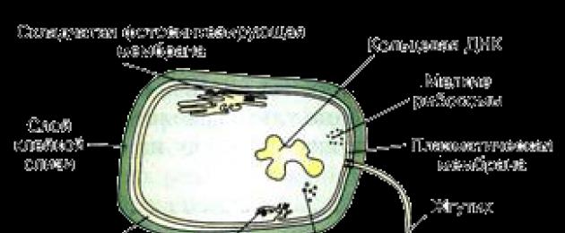 Строение прокариот клетки рисунок. Прокариотические и эукариотические клетки
