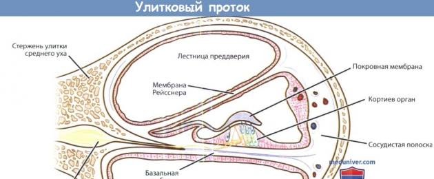 Cellule ciliate del nervo dell'orecchio interno.  Cellule ciliate - chinociglio