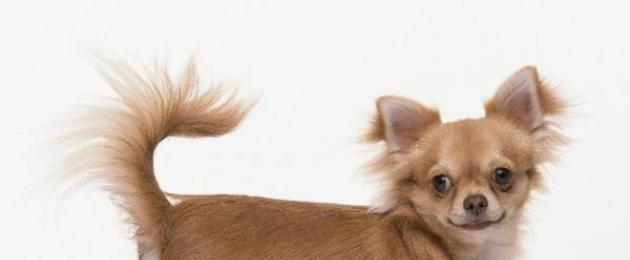 Основные отличительные характеристики породы собак болонка. Самые маленькие породы собак в мире