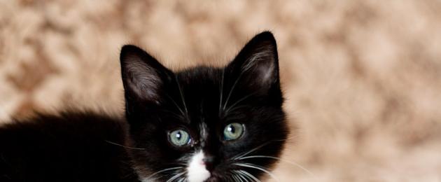 Come nominare una gatta tricolore: opzioni interessanti per i soprannomi.  Come nominare un gatto, gatto, gattino