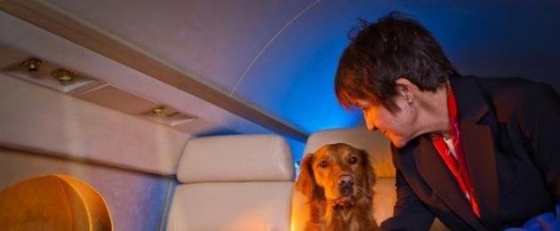 Norme internazionali per il trasporto di animali sugli aerei.  Come trasportare un cane in cabina o nel vano bagagli di un aereo: consigli per i viaggiatori