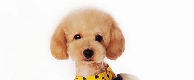  В чем встречать год Собаки: что можно одевать, а что нельзя? В чем встречать новый год желтой собаки. 