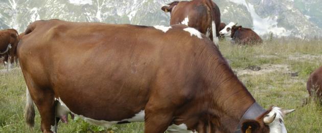 Популярные имена коров. Имена для бычка и телочки в домашнем и племенном разведении