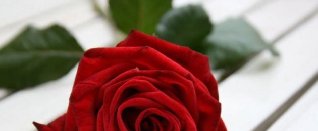 Сонник розы красные много. К чему снятся розы