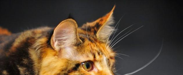 Видеть на ощупь или зачем кошке вибриссы. Зачем кошке усы и что будет, если их обрезать Как называются кошачьи усы научному