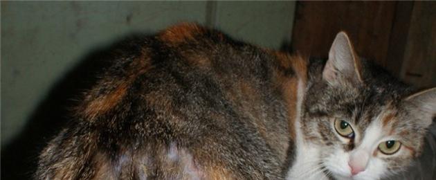 Чем помазать коту рану возле уха. Абсцесс у кошек: лечение в домашних условиях