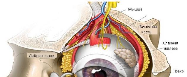 Костные образования глазницы. Верхняя и нижняя глазничные щели