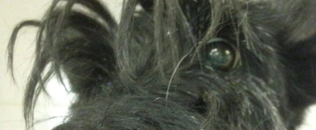 Эпифора – слезотечение у кошек и собак. Воспаление глаза у собаки: причины, симптомы и методы лечения