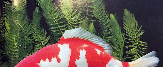 Pesci rossi d'acquario e le loro varietà.  Pesci rossi: tipi, foto e nomi
