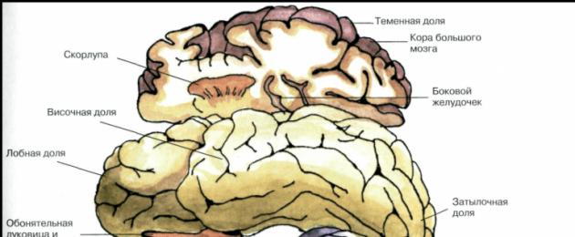 Indicazioni della neuropsicologia.  Neuropsicologia clinica Sindromi neuropsicologiche derivanti da lesioni locali della corteccia cerebrale